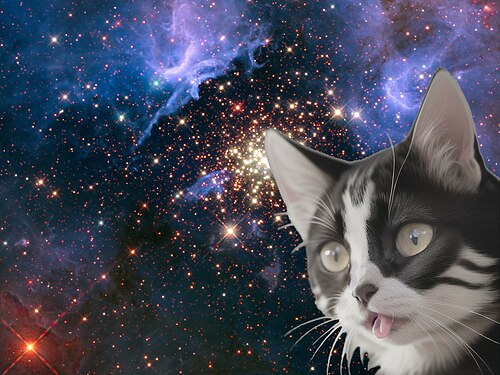 宇宙猫