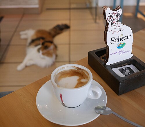 猫カフェ