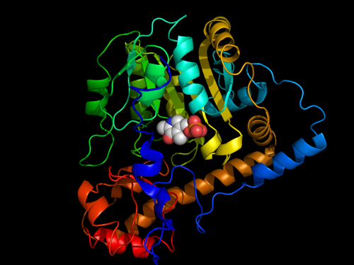 アスパラギン酸アミノ基転移酵素