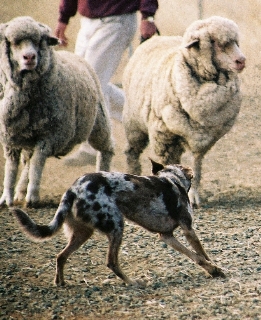 牧羊犬