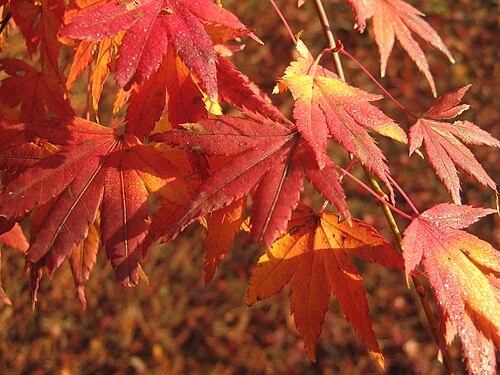 紅葉